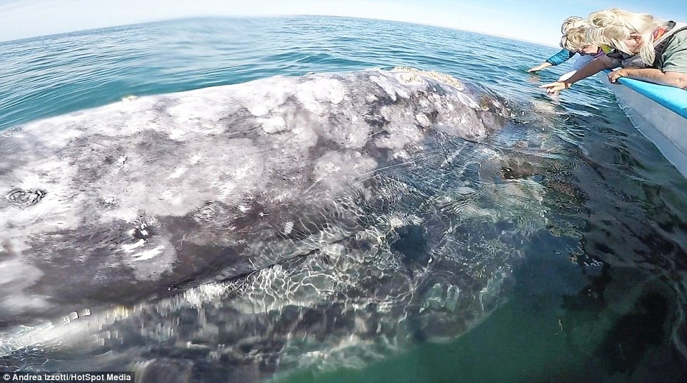 Khoảnh khắc cá voi xám  ảnh 1 Khoanh khac ca voi xam anh 1