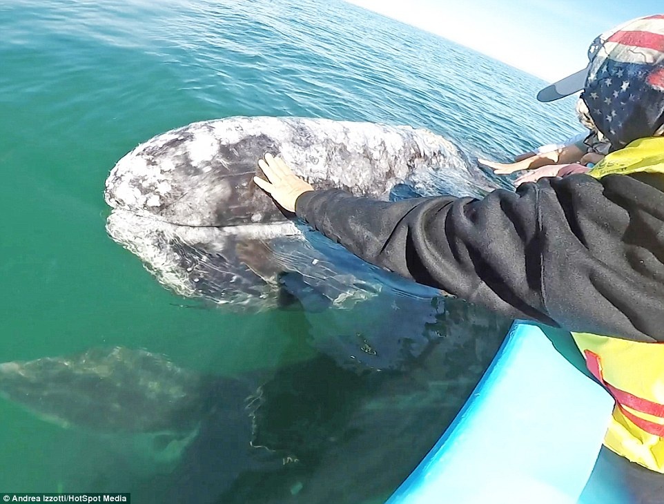 Khoảnh khắc cá voi xám  ảnh 2 Khoanh khac ca voi xam anh 2