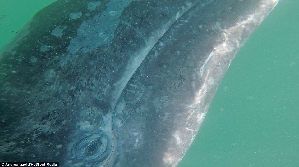 Khoảnh khắc cá voi xám  ảnh 3 Khoanh khac ca voi xam anh 3