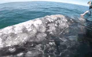 Khoanh khac ca voi xam tien sat thuyen cho du khach vuot ve hinh anh