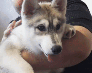 Thien duong cua cho husky hinh anh