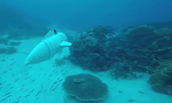 Ca robot doc nhat giup kham pha dai duong hinh anh