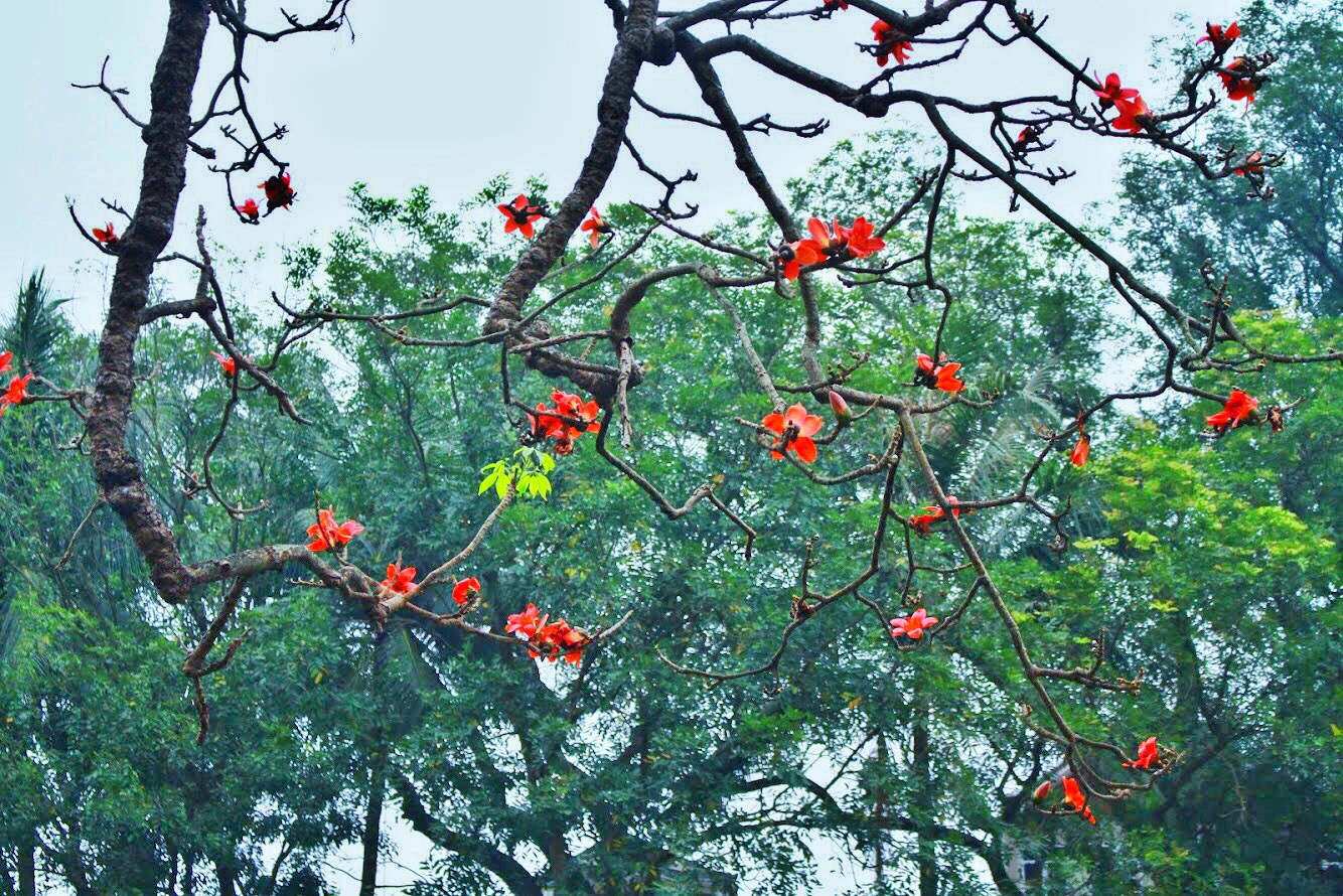 Mua hoa gao ra hoa anh 2