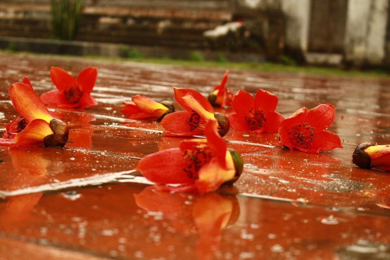 Mua hoa gao ra hoa anh 3