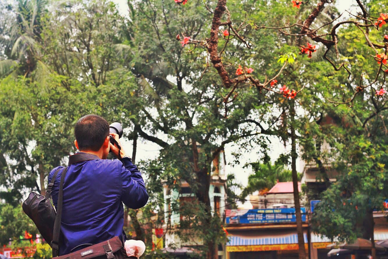 Mua hoa gao ra hoa anh 4