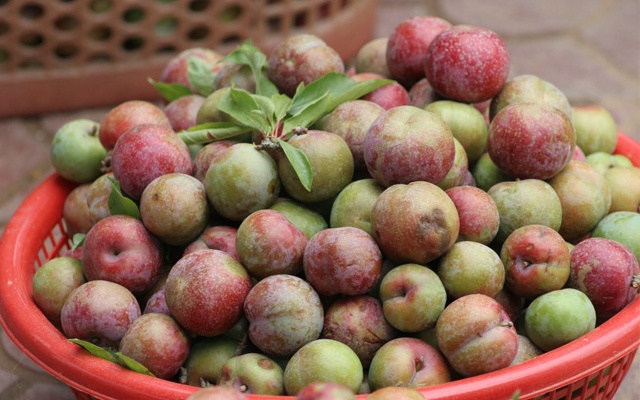 Chế biến mận đầu mùa ảnh 2 Che bien man dau mua anh 2