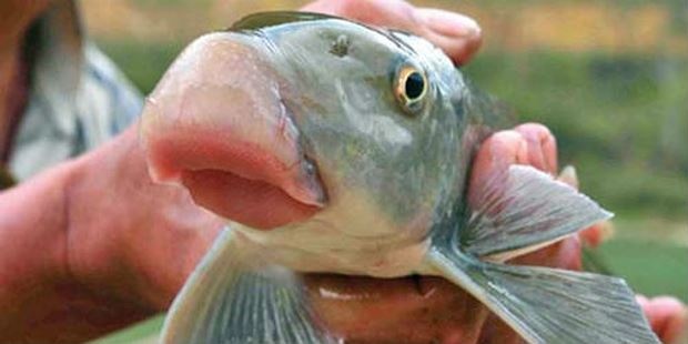 Dac san Phu Tho anh 9