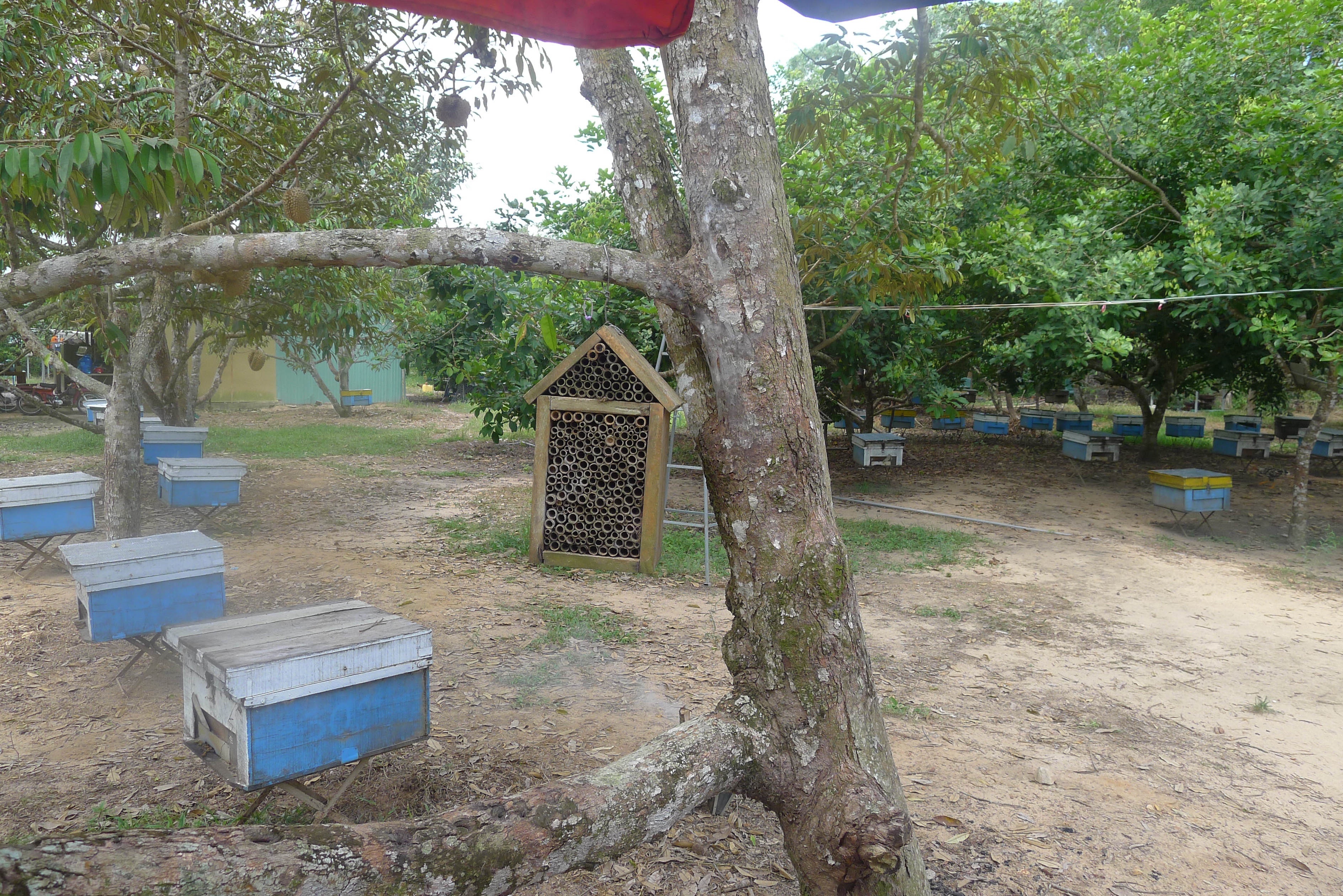 Dao quanh Phu Quoc anh 4