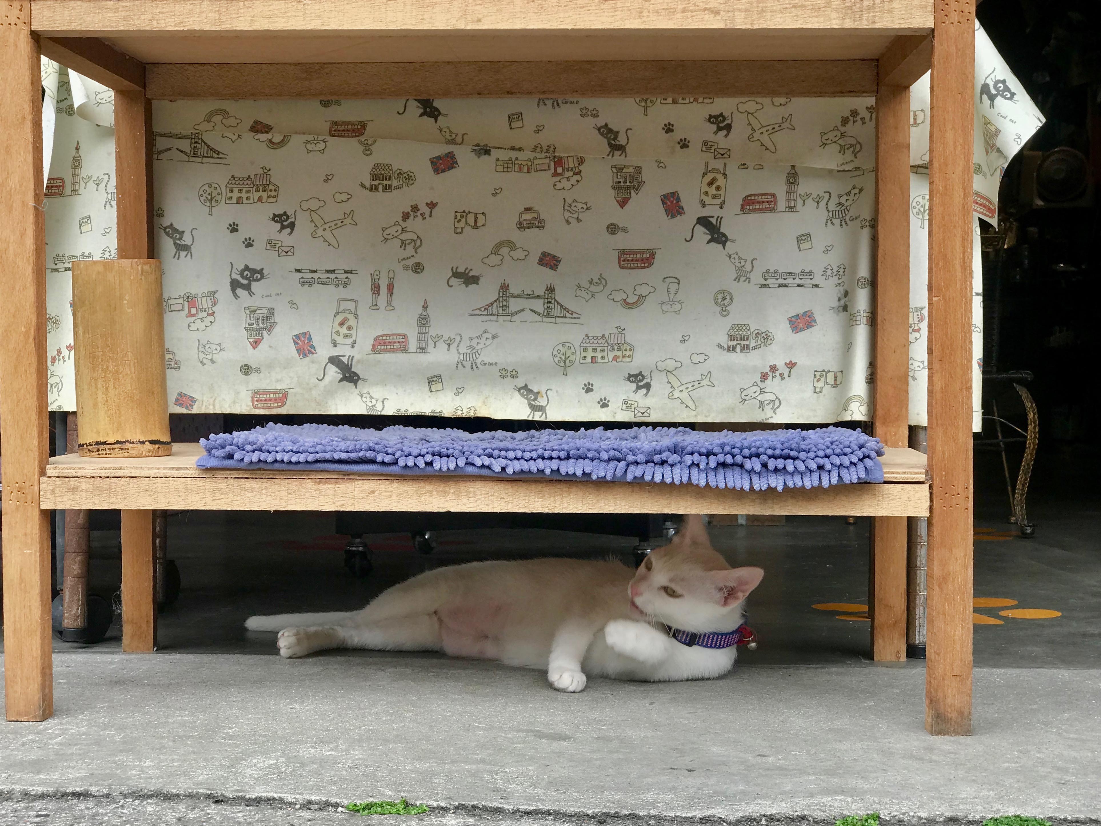 Kham pha lang meo o Dai Loan anh 5