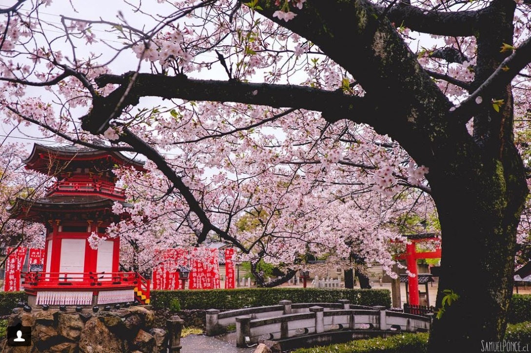 Lý do nên du lịch Osaka ảnh 11 Ly do nen du lich Osaka anh 11