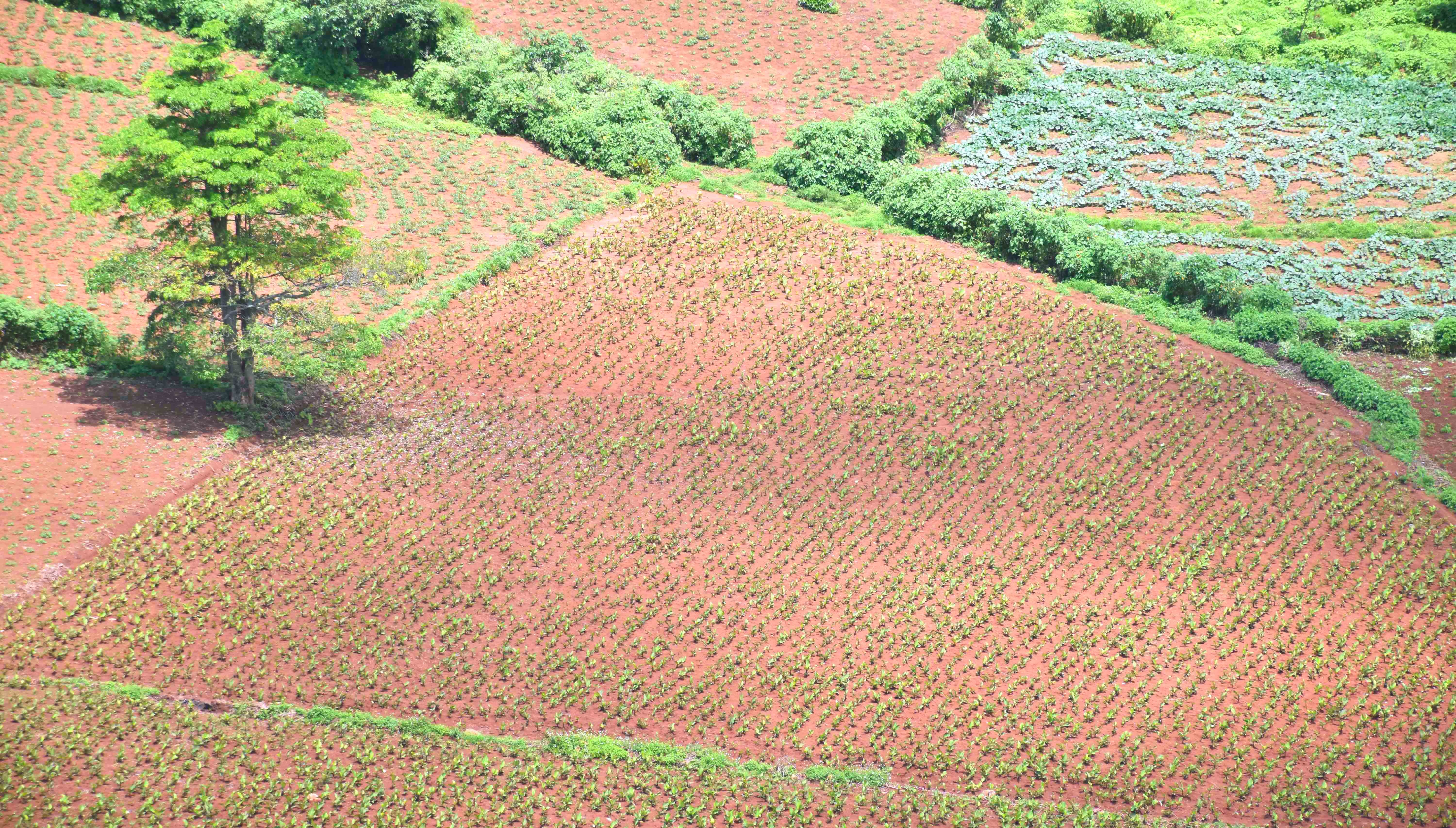 Mot thoang Tay Nguyen anh 12