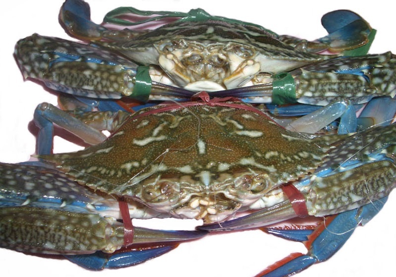 Cam nang du lich Cat Ba anh 19