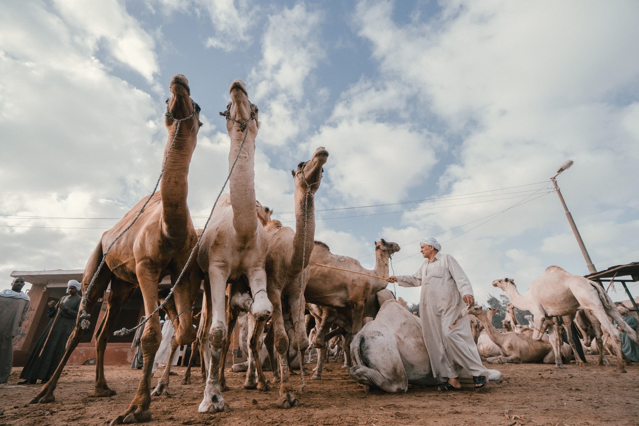 Lich trinh du lich Ai Cap anh 7