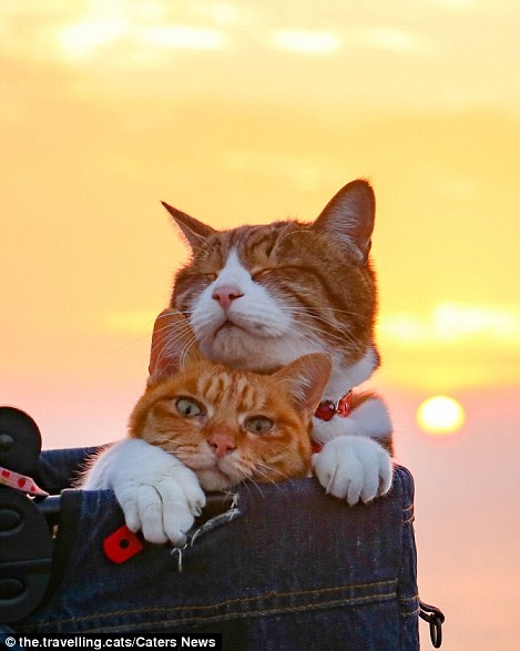 2 chu meo du lich khap the gioi anh 5