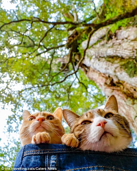 2 chu meo du lich khap the gioi anh 6