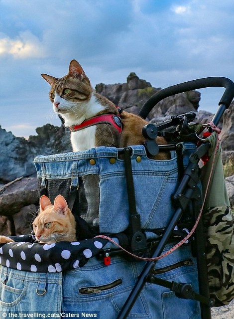 2 chu meo du lich khap the gioi anh 8