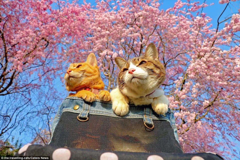 2 chu meo du lich khap the gioi anh 9