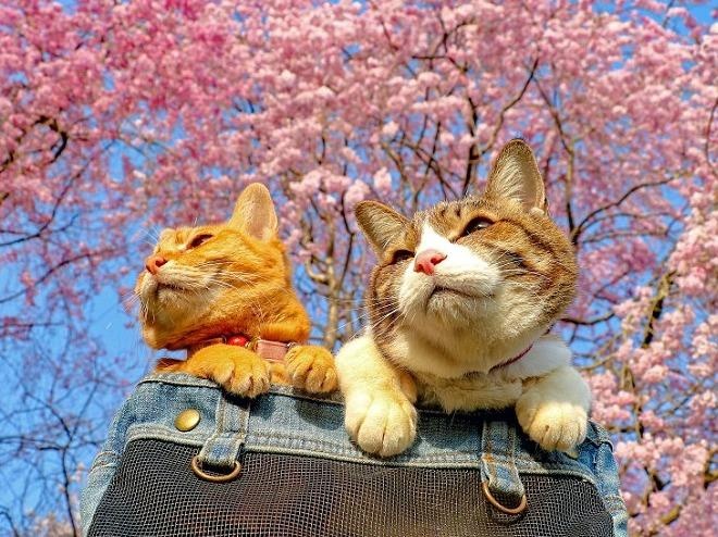 2 chu meo du lich khap Nhat Ban cung ong chu doanh nhan hinh anh