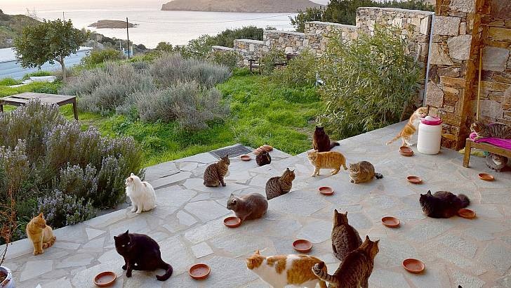 Song mien phi tren dao Hy Lap: Chi can gioi trong meo hinh anh