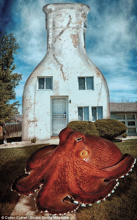 Cuoc thi nhiep anh duoi nuoc anh 8