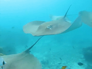 Lan bien cung ca duoi gai doc hinh anh