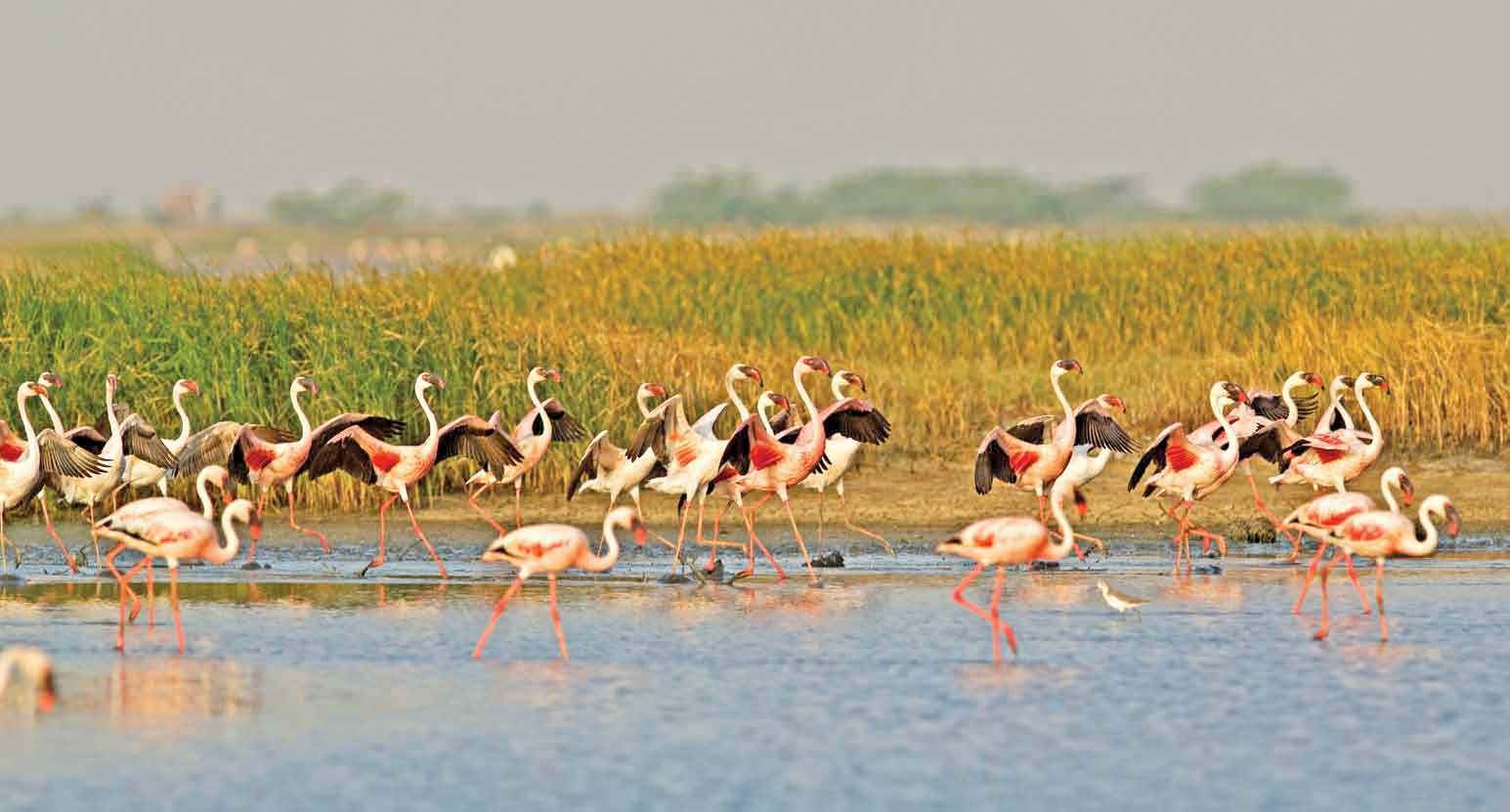 Sa mac muoi khong lo cua An Do hut khach nho ve sieu thuc anh 3