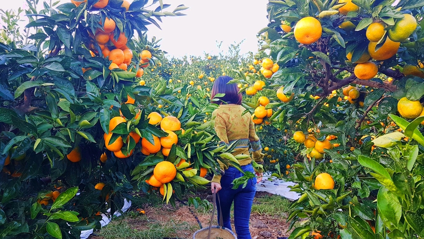 Trải nghiệm đảo Jeju Hàn Quốc ảnh 10 Trai nghiem dao Jeju Han Quoc anh 10