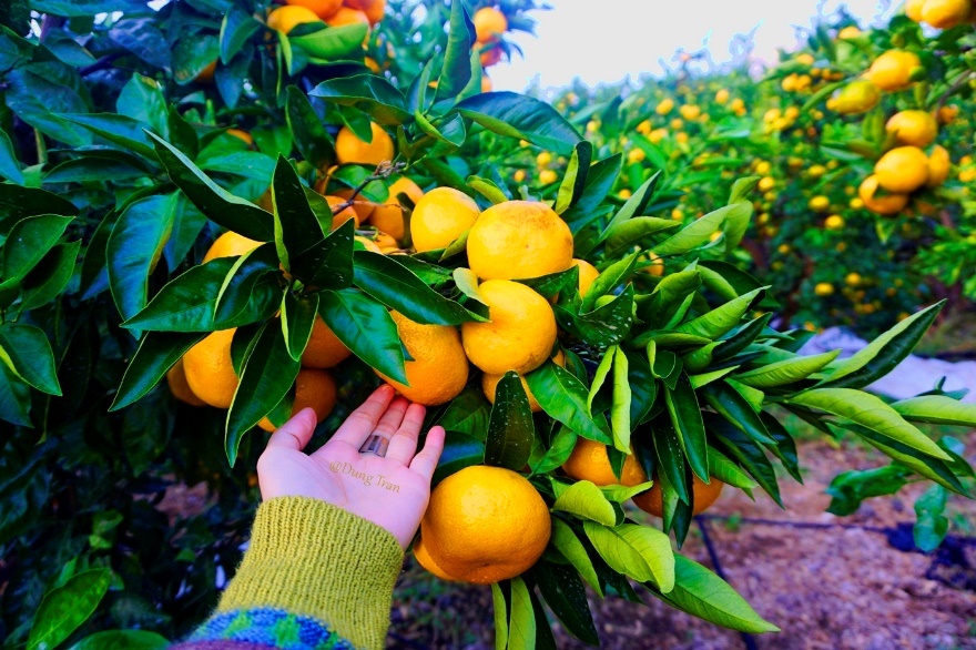 Trải nghiệm đảo Jeju Hàn Quốc ảnh 11 Trai nghiem dao Jeju Han Quoc anh 11