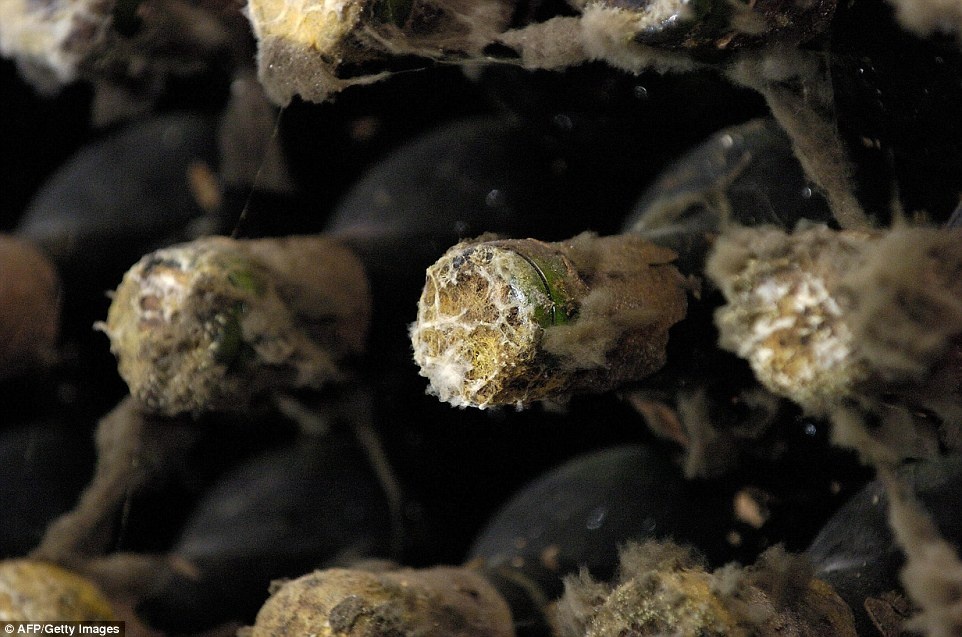 Ham ruou lon nhat the gioi anh 5