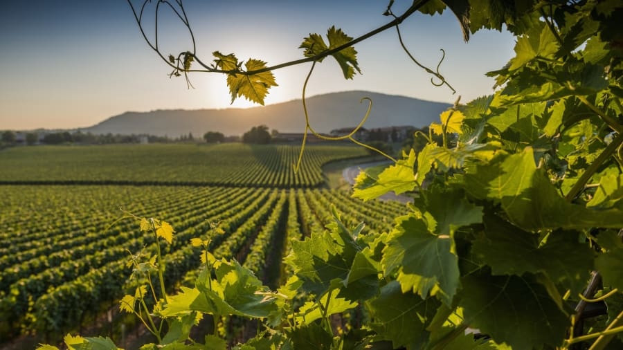 Ham ruou lon nhat the gioi anh 7