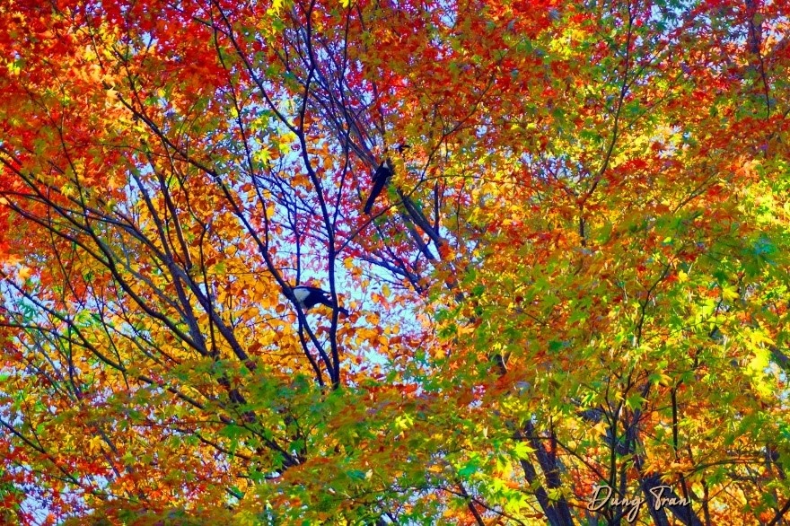 Trải nghiệm mùa thu Hàn Quốc ảnh 19 Trai nghiem mua thu Han Quoc anh 19