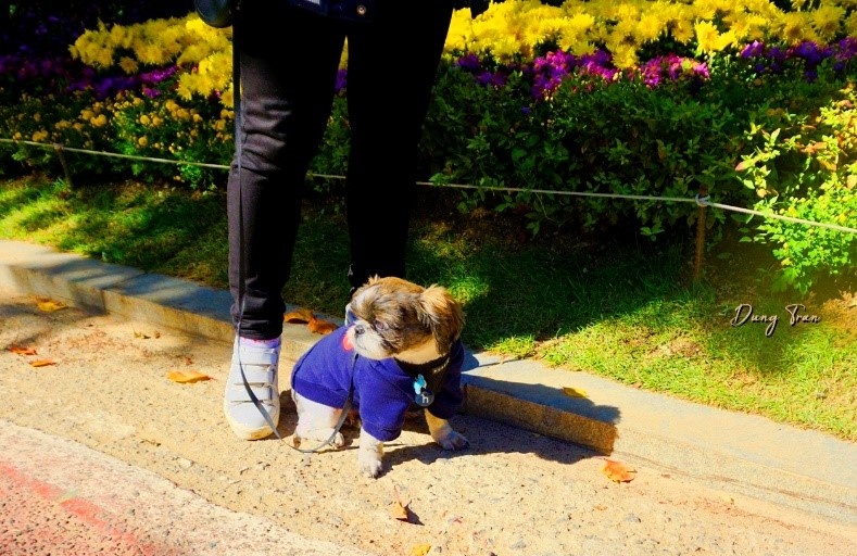 Trải nghiệm mùa thu Hàn Quốc ảnh 20 Trai nghiem mua thu Han Quoc anh 20