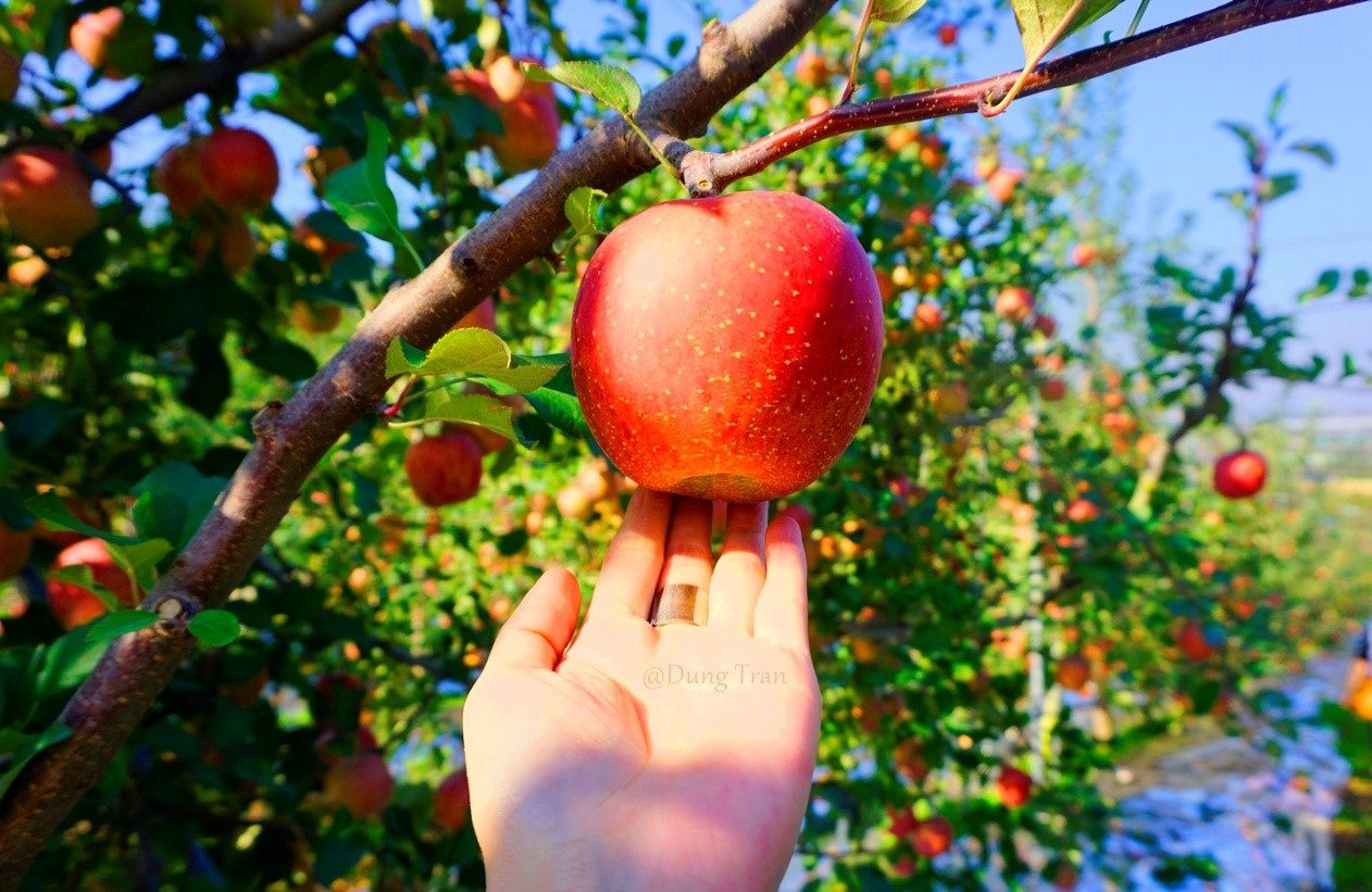 Trải nghiệm mùa thu Hàn Quốc ảnh 22 Trai nghiem mua thu Han Quoc anh 22