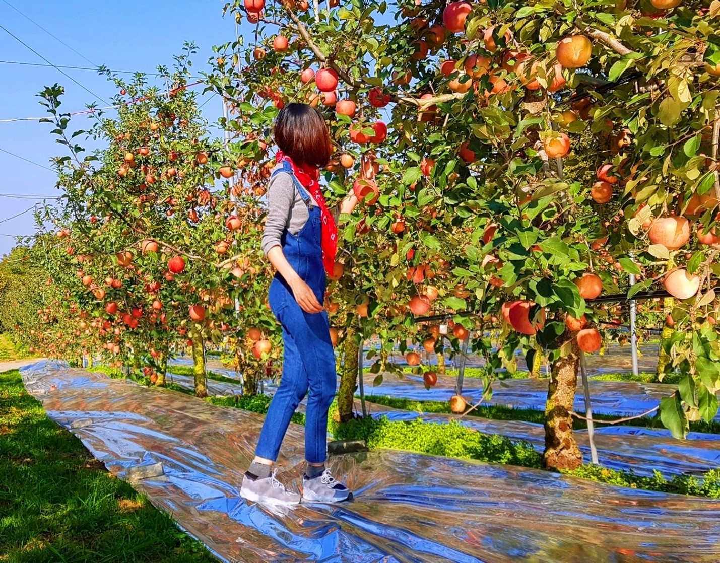 Trải nghiệm mùa thu Hàn Quốc ảnh 23 Trai nghiem mua thu Han Quoc anh 23