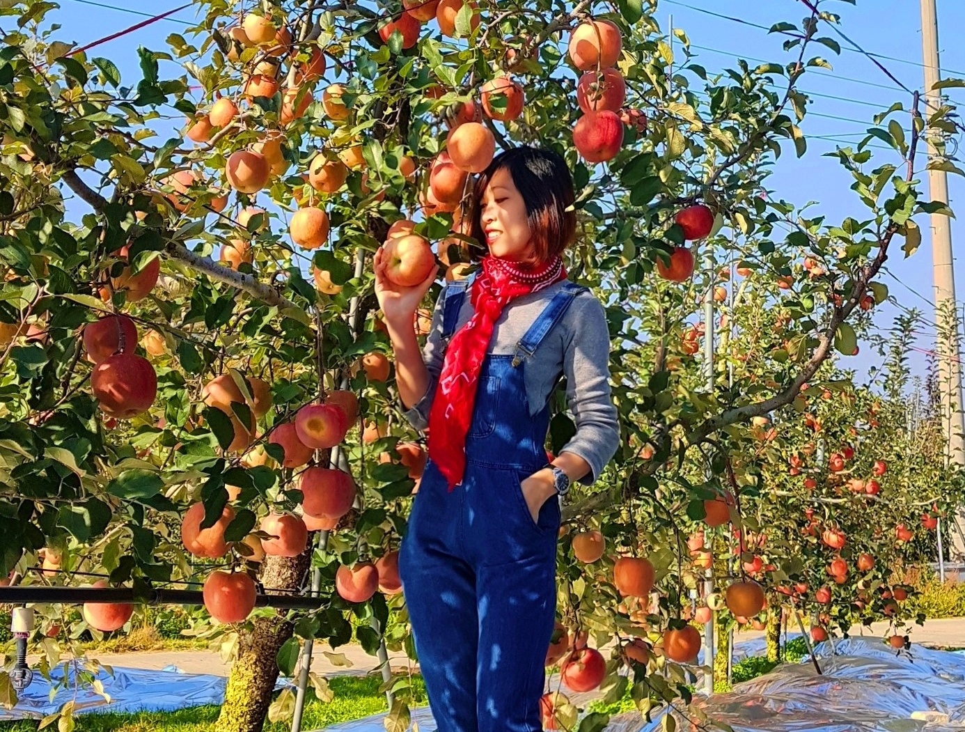 Trải nghiệm mùa thu Hàn Quốc ảnh 24 Trai nghiem mua thu Han Quoc anh 24