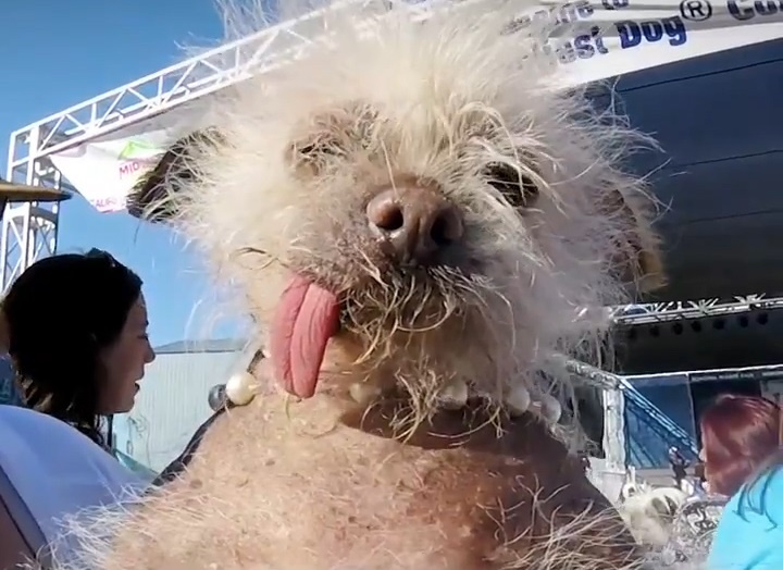 Cho ngao Anh 56 kg gianh chien thang cuoc thi cho xau nhat the gioi hinh anh