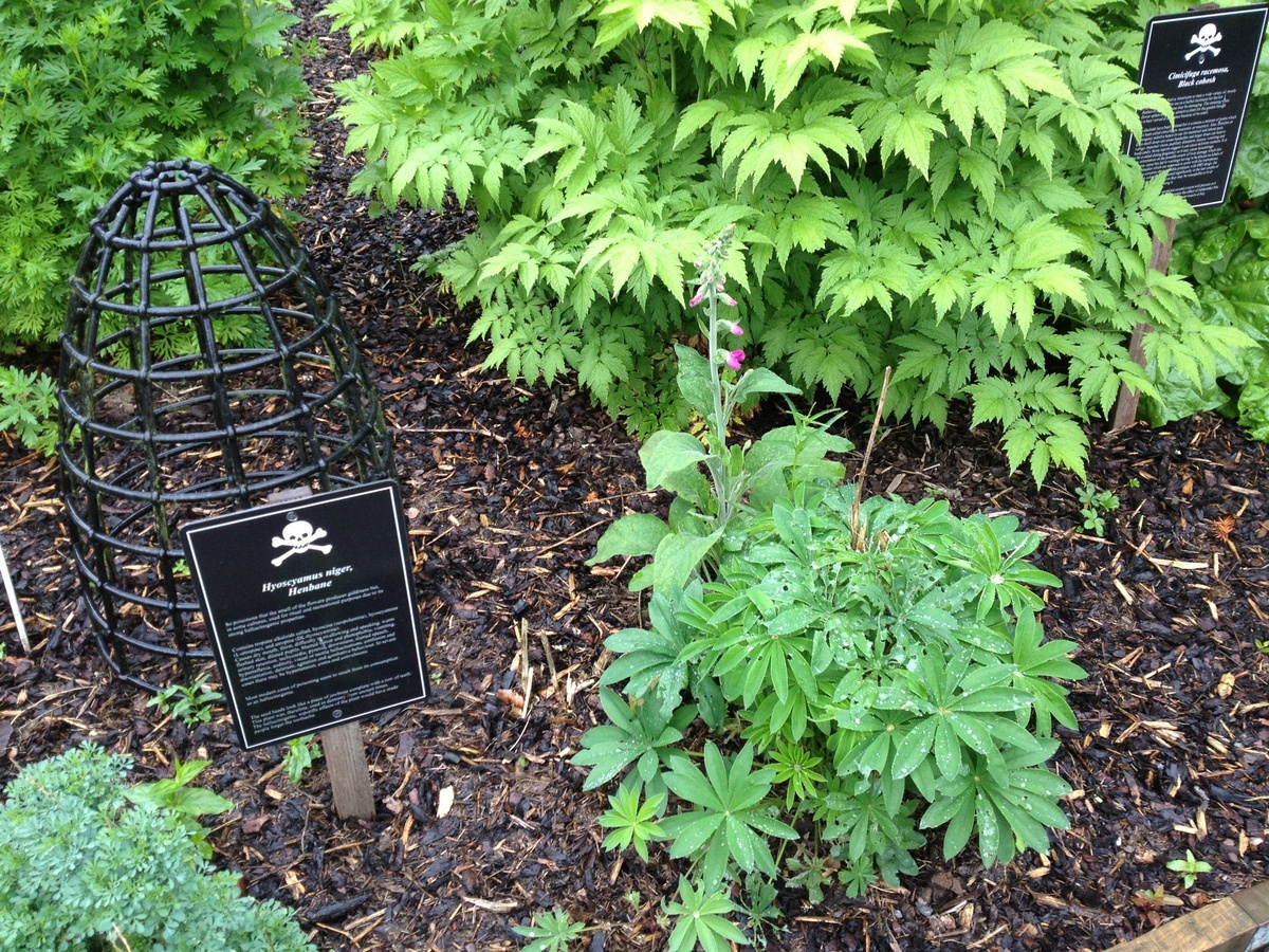 Bi mat phia sau khu vuon toan cay doc chet nguoi o Anh anh 5