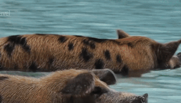 Boi cung lon o bai bien sang chanh bac nhat the gioi hinh anh