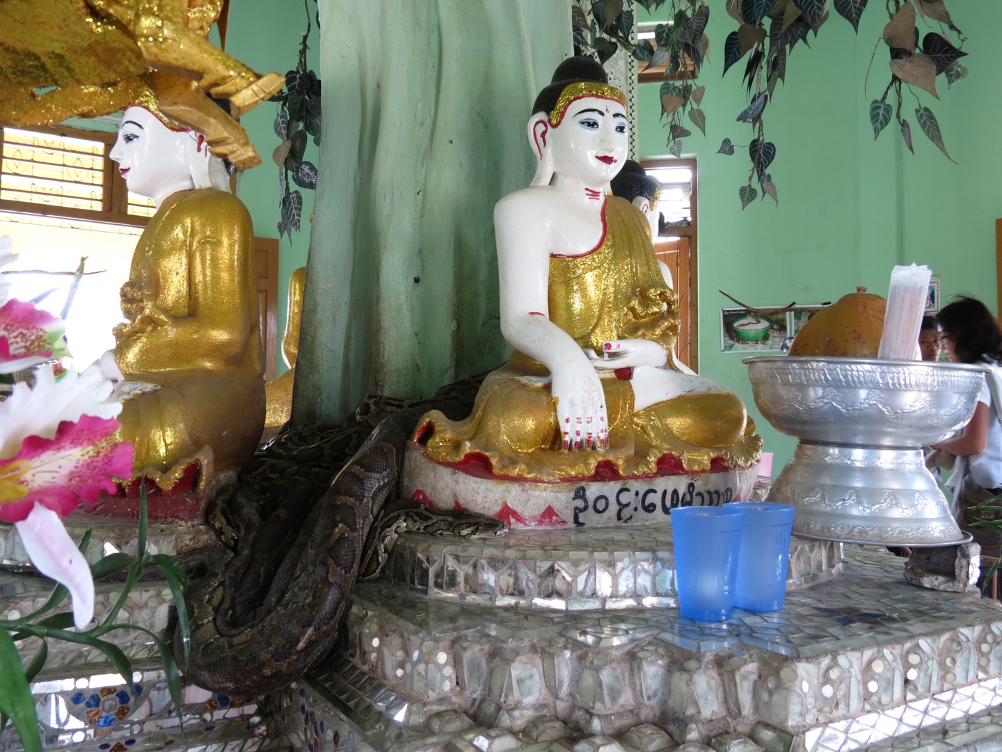 Ngôi chùa chuyên nuôi trăn khiến du khách xanh mặt ở Myanmar ảnh 2 Ngoi chua chuyen nuoi tran khien du khach xanh mat o Myanmar anh 2