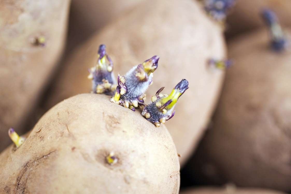 Nhung loai thuc pham nguy hiem anh 5