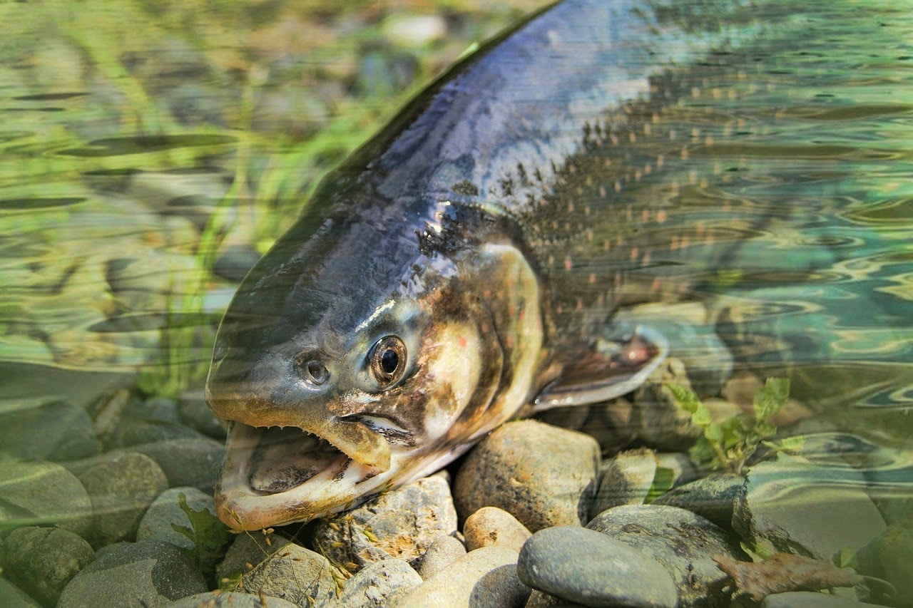 Thuc pham gay ung thu anh 6