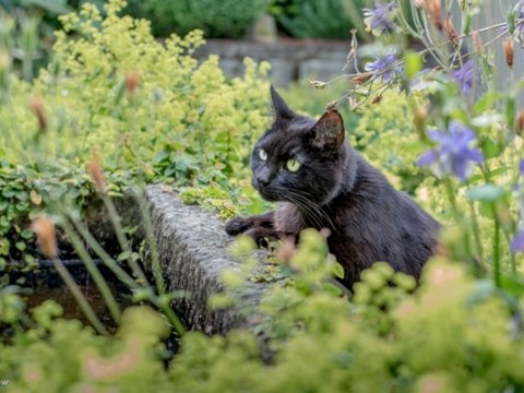 Chang trai du lich cung chu meo anh 8