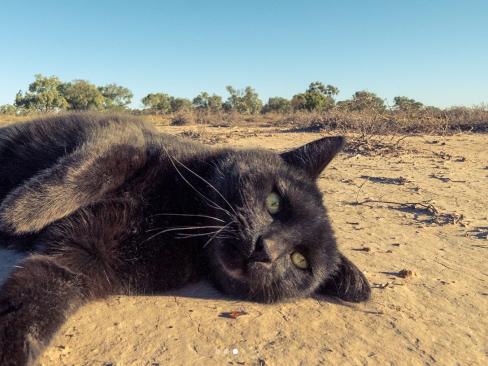 Chang trai du lich cung chu meo anh 9