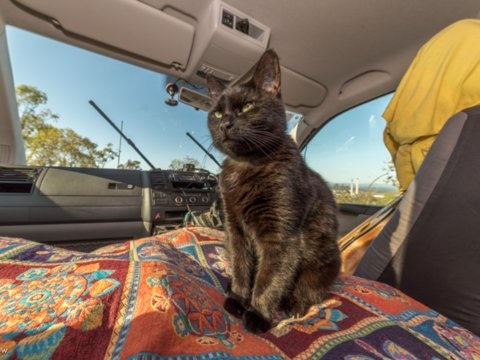 Chang trai du lich cung chu meo anh 10