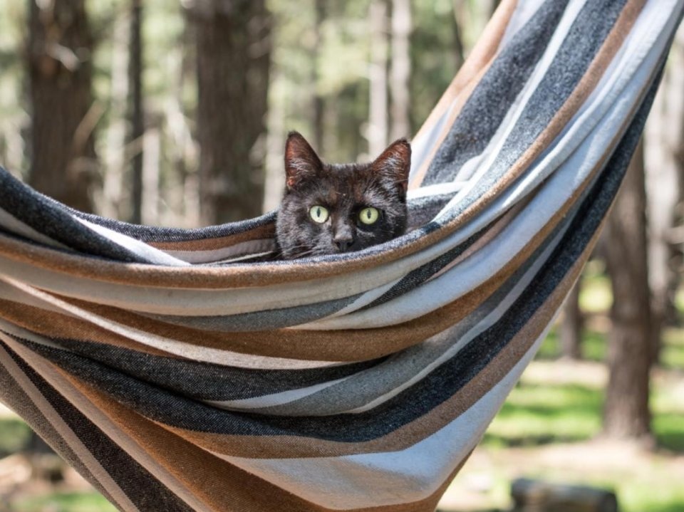 Chang trai du lich cung chu meo anh 12