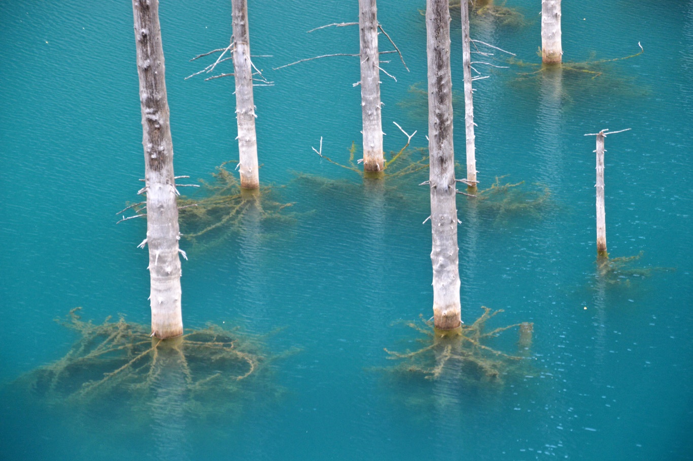 Ho nuoc hut khach nho hien tuong cay ‘moc nguoc’ ky la anh 4