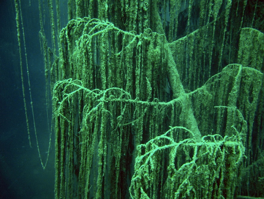 Ho nuoc hut khach nho hien tuong cay ‘moc nguoc’ ky la anh 5