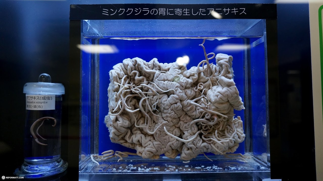 Bao tang ky sinh trung khien du khach dung toc gay o Tokyo hinh anh