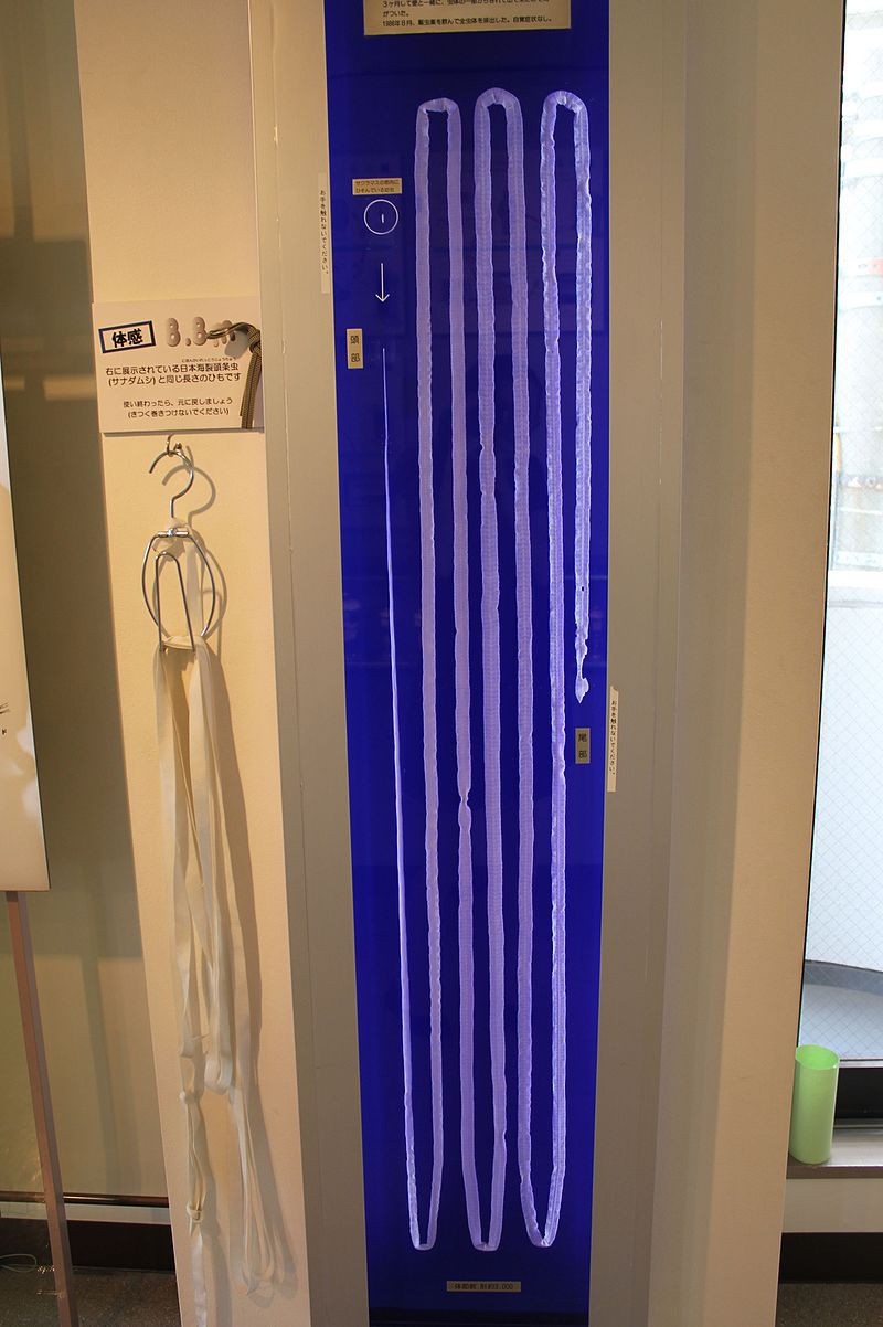 Bao tang ky sinh trung khien du khach dung toc gay o Tokyo anh 4