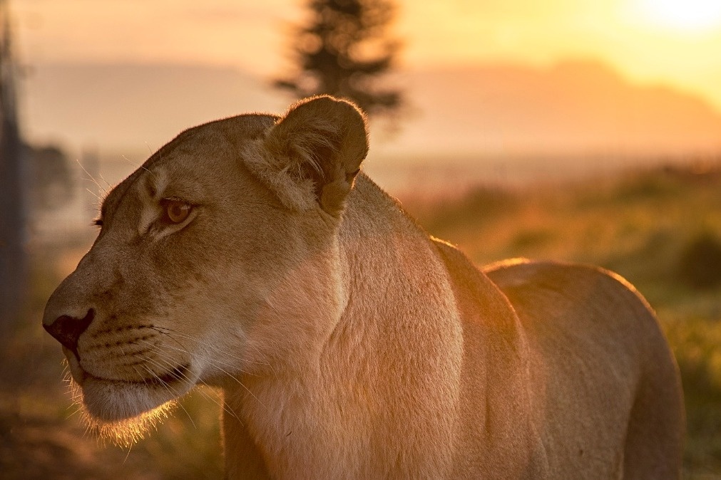 Du khach chi ca tram USD mot dem de ngu giua 77 con su tu anh 10